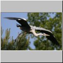 Ardea cinerea Graureiher 09.jpg